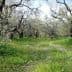 A grove of olive trees with green grass and wildflowers growing in between the trunks. - Olive Oil Times