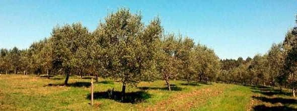 A row of olive trees in an orchard under a clear blue sky. - Olive Oil Times