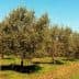 A row of olive trees in an orchard under a clear blue sky. - Olive Oil Times