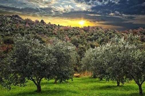 Olive trees in a grove with a sunset in the background and cloudy sky. - Olive Oil Times
