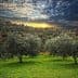 Olive trees in a grove with a sunset in the background and cloudy sky. - Olive Oil Times