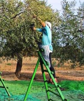 Individual using a ladder to pick olives from an olive tree in a field. - Olive Oil Times