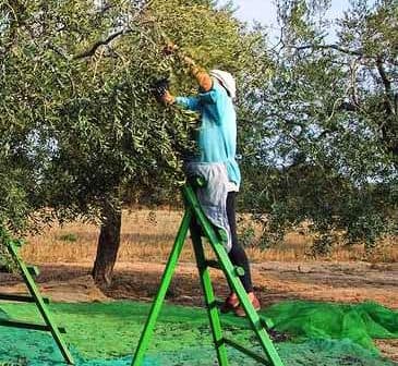 Individual using a ladder to pick olives from an olive tree in a field. - Olive Oil Times