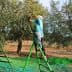 Individual using a ladder to pick olives from an olive tree in a field. - Olive Oil Times