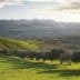 Olive trees arranged in rows on a hillside with green grass and distant mountains. - Olive Oil Times