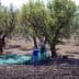 Two individuals working in an olive grove, preparing to harvest olives with green tarps. - Olive Oil Times