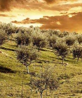 Olive trees on a hillside with a sunset sky featuring clouds and warm colors. - Olive Oil Times
