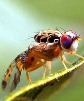 Close-up image of a fruit fly with distinctive red eyes resting on a green leaf. - Olive Oil Times