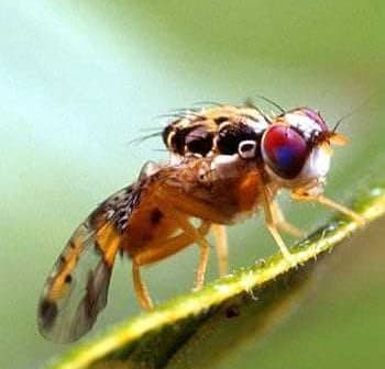 Close-up image of a fruit fly with distinctive red eyes resting on a green leaf. - Olive Oil Times