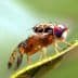 Close-up image of a fruit fly with distinctive red eyes resting on a green leaf. - Olive Oil Times