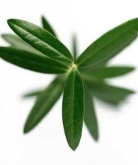 Close-up view of green olive leaves arranged in a symmetrical pattern. - Olive Oil Times