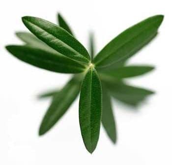 Close-up view of green olive leaves arranged in a symmetrical pattern. - Olive Oil Times