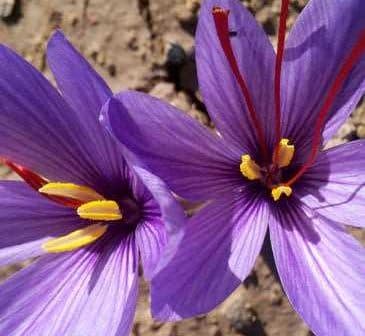Two purple saffron flowers with yellow and red stamens against a neutral background. - Olive Oil Times