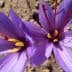 Two purple saffron flowers with yellow and red stamens against a neutral background. - Olive Oil Times