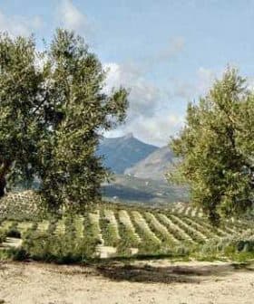 Two olive trees in a landscape with rolling hills and a mountain in the background. - Olive Oil Times