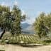 Two olive trees in a landscape with rolling hills and a mountain in the background. - Olive Oil Times