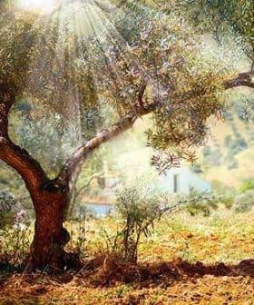 An olive tree with sunlight filtering through its leaves in a natural setting. - Olive Oil Times