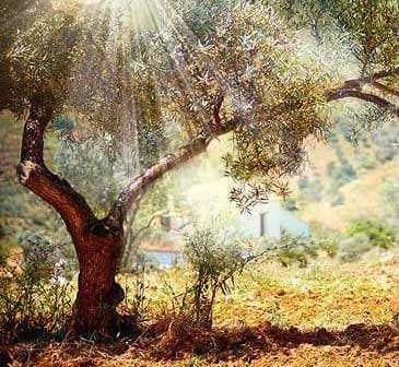 An olive tree with sunlight filtering through its leaves in a natural setting. - Olive Oil Times