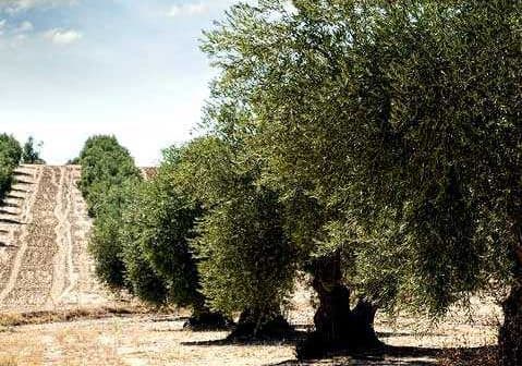 Row of olive trees in a dry, open field with a distant slope in the background. - Olive Oil Times