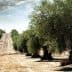 Row of olive trees in a dry, open field with a distant slope in the background. - Olive Oil Times