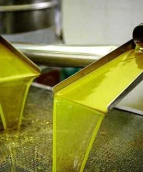 Freshly extracted olive oil flowing from a processing machine into a container. - Olive Oil Times