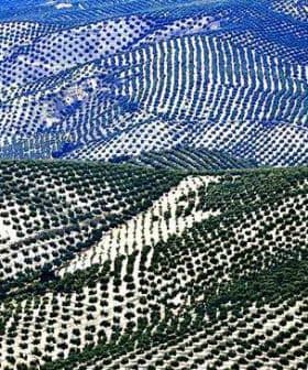 Aerial view of olive tree fields arranged in rows across hilly terrain in Spain. - Olive Oil Times