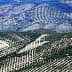 Aerial view of olive tree fields arranged in rows across hilly terrain in Spain. - Olive Oil Times