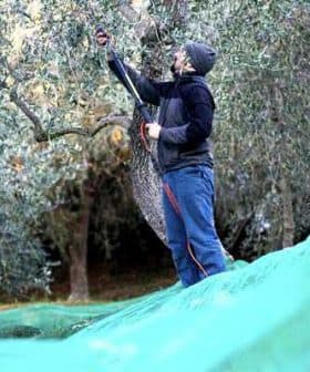 Individual using a pole to harvest olives from an olive tree while standing on a green tarp. - Olive Oil Times