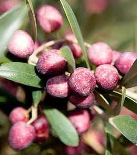 Clusters of ripe purple olives on a branch with green leaves. - Olive Oil Times