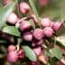 Clusters of ripe purple olives on a branch with green leaves. - Olive Oil Times