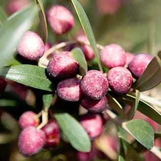 Clusters of ripe purple olives on a branch with green leaves. - Olive Oil Times