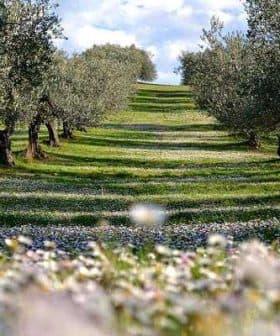 Olive trees arranged in rows on a grassy hillside with flowers in the foreground. - Olive Oil Times