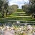 Olive trees arranged in rows on a grassy hillside with flowers in the foreground. - Olive Oil Times