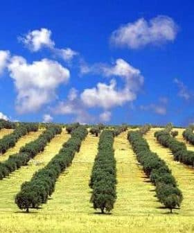 Rows of olive trees on a hillside under a blue sky with clouds. - Olive Oil Times