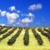 Rows of olive trees on a hillside under a blue sky with clouds. - Olive Oil Times