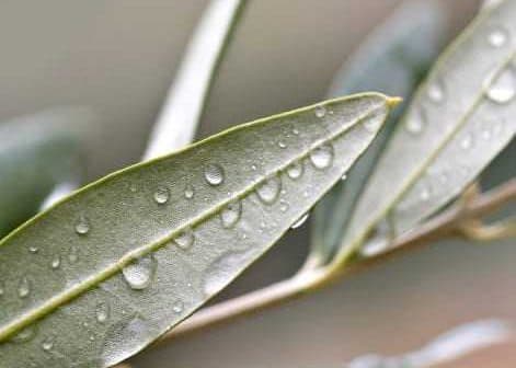 Close-up view of olive leaves with water droplets on their surface. - Olive Oil Times
