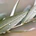 Close-up view of olive leaves with water droplets on their surface. - Olive Oil Times