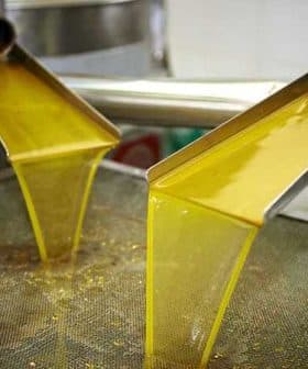 Golden olive oil flowing from two spouts into a collection container during processing. - Olive Oil Times