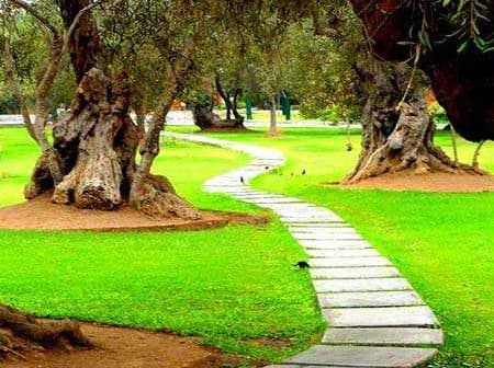 Curved stone pathway winding through a grove of olive trees in a grassy area. - Olive Oil Times