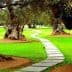 Curved stone pathway winding through a grove of olive trees in a grassy area. - Olive Oil Times