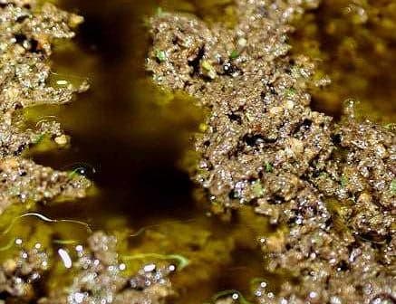 Close-up view of olive oil with a textured surface showing fine particles and oil sheen. - Olive Oil Times