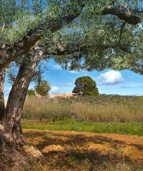 An olive tree with a thick trunk and green leaves in a field under a blue sky. - Olive Oil Times