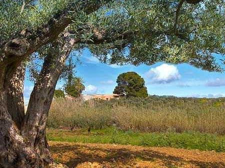 An olive tree with a thick trunk and green leaves in a field under a blue sky. - Olive Oil Times