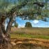 An olive tree with a thick trunk and green leaves in a field under a blue sky. - Olive Oil Times