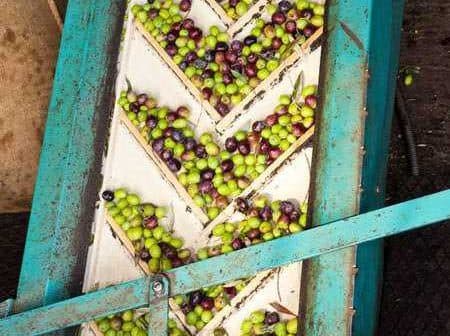 Green and black olives arranged on a sorting conveyor in a processing facility. - Olive Oil Times
