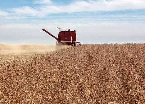 Red combine harvester working in a soybean field during harvest season under a blue sky. - Olive Oil Times