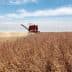 Red combine harvester working in a soybean field during harvest season under a blue sky. - Olive Oil Times