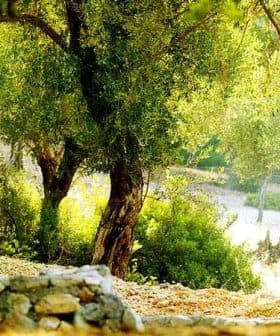 Olive trees with green foliage in a natural landscape under sunlight. - Olive Oil Times