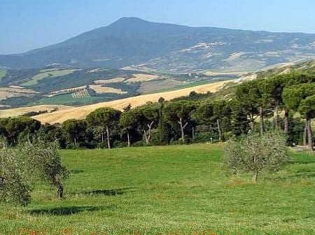 Green fields with olive trees and a mountain in the background under a clear blue sky. - Olive Oil Times
