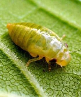 Close-up image of a green insect with a shiny body resting on a leaf. - Olive Oil Times